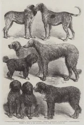 Preisträger der Internationalen Hundeschau, Paris